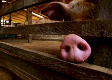 Suínos: demanda fraca no mês de férias escolares pressiona as cotações