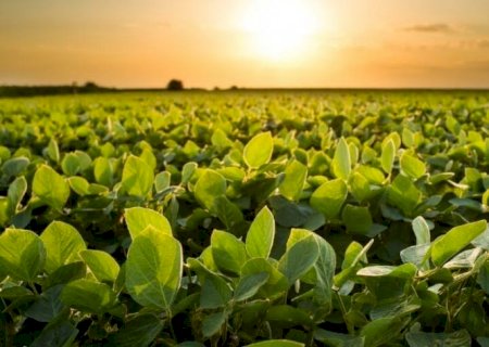 Os chineses chegam ao Brasil com biotecnologia para a soja | Brasilagro