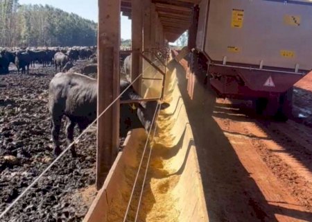 Confinamento com milho reidratado: pode tirar o volumoso?