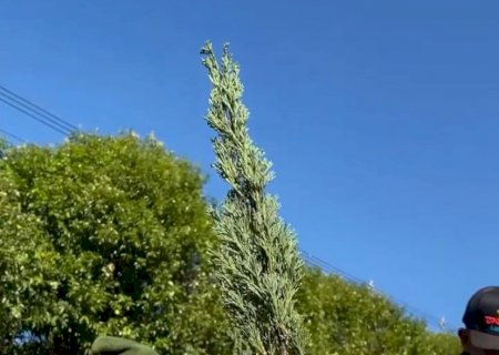 Paisagismo segue na Avenida Antônia Spinosa Mustafá com plantio de 96 pinheirinhos em Batayporã