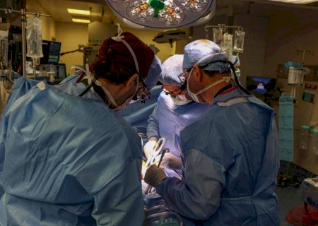 Estudo identifica por que organismo humano rejeita transplante de rim de porco