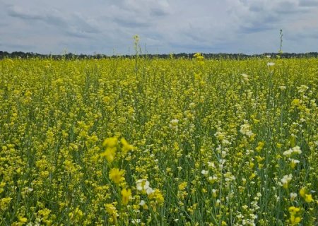 Visando diversificar safra agrícola, Governo posterga recolhimento do ICMS da carinata e outros 5 produtos