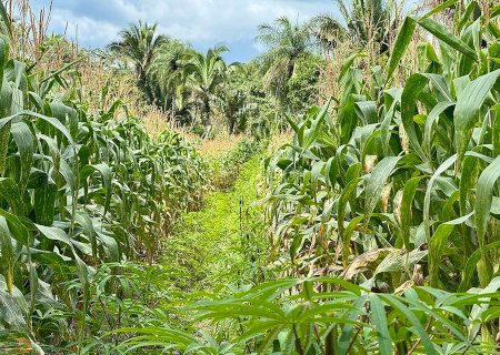 'Roça Sustentável' aumenta produtividade da agricultura familiar