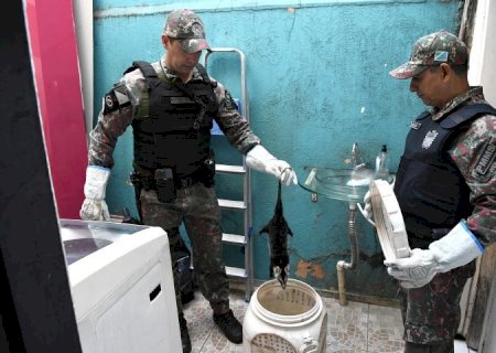 Polícia Militar Ambiental lembra que animal silvestre não é pet e esclarece quando deve ser capturado