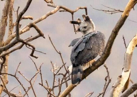 'Quase entidade', uma das maiores águias do mundo reaparece no Pantanal de MS