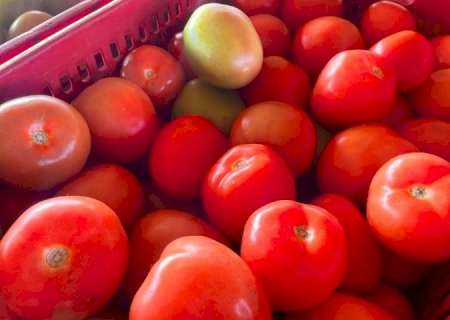 Alface e tomate estão mais baratos enquanto pepino segue em alta na Ceasa-MS