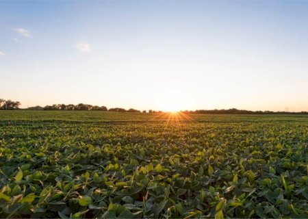 Abiove projeta crescimento na produção de soja para 2025; confira os números
