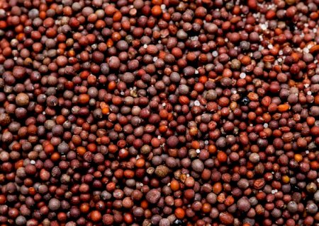 Abertura de mercado agrícola para o Brasil na África do Sul
