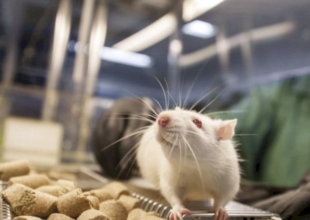 Resistência cerebral à insulina pode ligar epilepsia a Alzheimer
