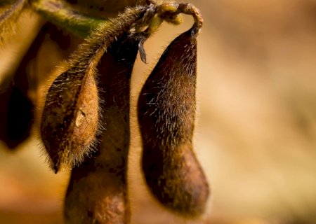 Mercado global de seguros agrícolas deve atingir US$ 61 bilhões até 2030