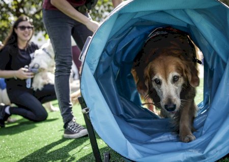 Cães ajudam as pessoas a regular o estresse mais do que o esperado, diz pesquisa