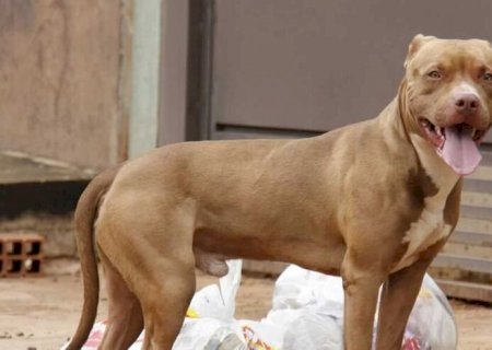 Pitbull é morto a facadas ao atacar morador em sua casa em Mato Grosso do Sul