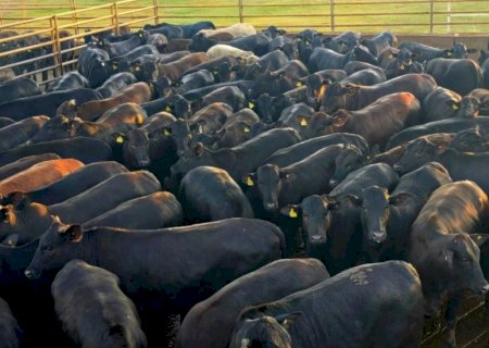 Da genética à mesa: novilhas angus com 17,5 arrobas provam o valor da pecuária de precisão
