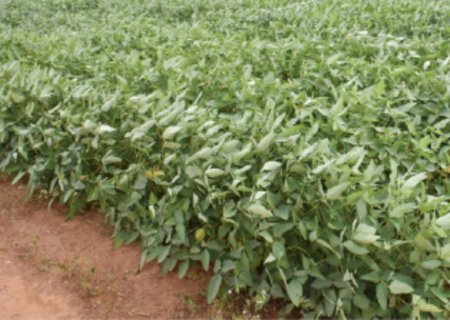 Alto custo dos fertilizantes encarecerá a produção da soja 2025/2026 em até 7%