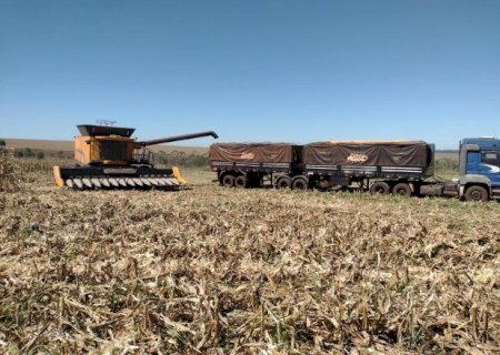 Colheita do milho atinge 42,7% em MS, mas ventos fortes causam perdas de até 40% em lavouras de quatro municípios