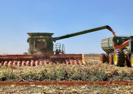 Pico da colheita do milho em Mato Grosso do Sul deve ocorrer neste mês de agosto