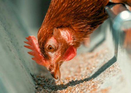 A importância da integração entre grãos e aves em Mato Grosso do Sul