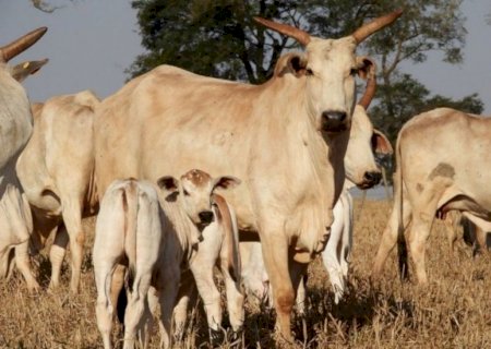 Nutrição de bovinos deve combinar suplementação injetável e oral, diz médico-veterinário