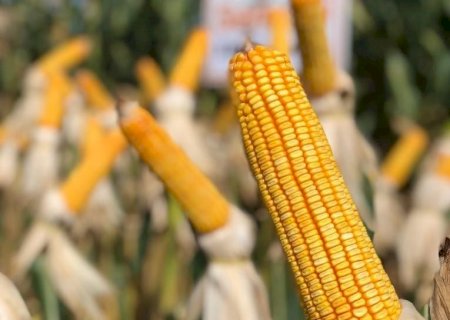 Milho: produção recorde limita cotações internas