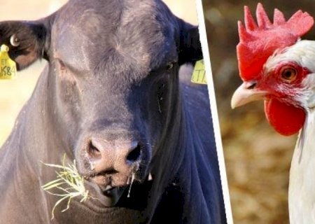 Carne bovina sente a pressão de Trump, e a de frango se recupera