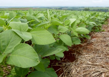 La Niña deve chegar em novembro e beneficiar plantio antecipado de soja, diz meteorologista