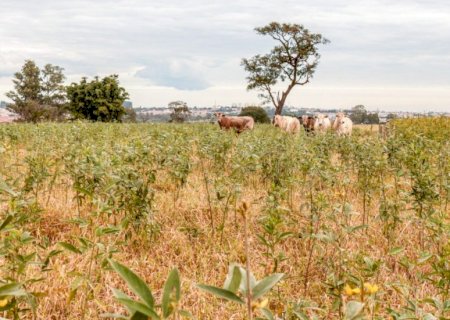 As dicas para um pasto de qualidade na transição da seca para as águas