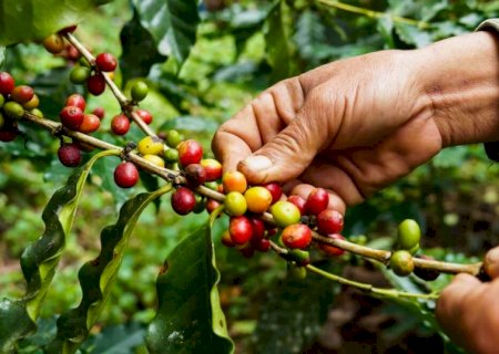 Com colheita na reta final no Brasil, mercado de café segue volátil tentando assimilar tarifaço