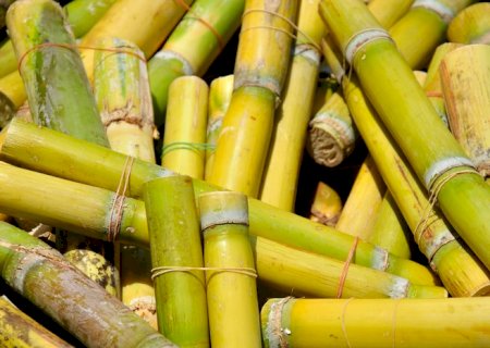 Abertura de mercado para exportação de mudas de cana-de-açúcar do Brasil para a Guatemala