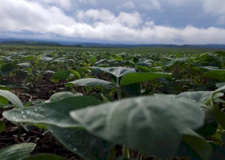 Chuvas irregulares e calor acima da média devem marcar o início do plantio da soja em Mato Grosso do Sul
