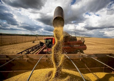 Estado brasileiro registra melhor produtividade de soja da história; saiba qual