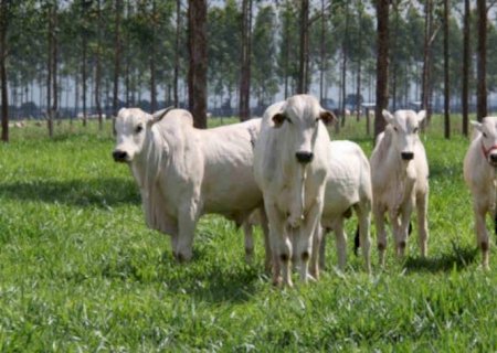 Negociação para venda de carne bovina ao Japão foca Estados do Sul