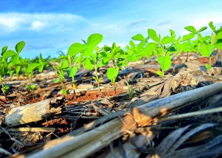 Produtividade da soja avança e Brasil mira nova safra histórica em 2025/26