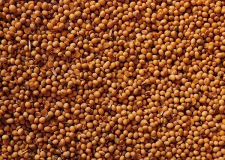 Anec prevê aumento das exportações de soja do Brasil em setembro
