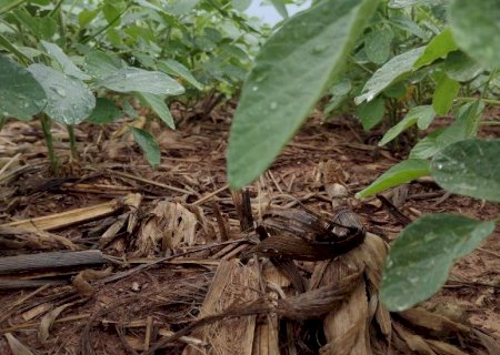 MS dá largada para safra de soja com aposta em crescimento; clima decisivo