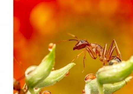 Bactérias associadas a insetos podem ser ferramenta para agricultura sustentável