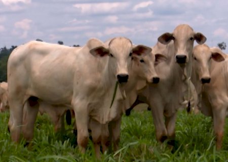 Como a vermifugação na primavera impulsiona a lucratividade