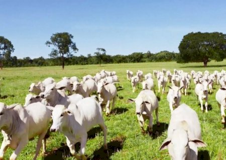 Brasil começará a exportar bovinos e bubalinos a país africano
