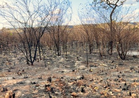 Cerrado é um dos biomas mais afetados por queimadas
