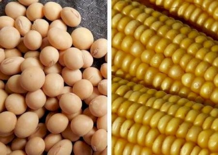 Conab: Brasil plantou 3,5% da área prevista de soja e 26,7% do milho verão