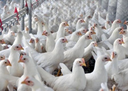Preços do frango avançam pela primeira vez desde a gripe aviária