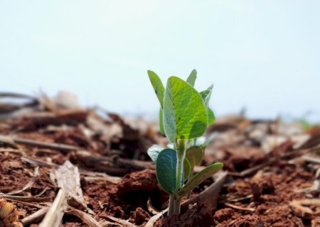 Custo de produção da soja sobe 1,9% em MS para safra 2025/2026