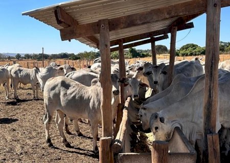 Dieta energética aumenta produção de embriões em novilhas e triplica retorno financeiro