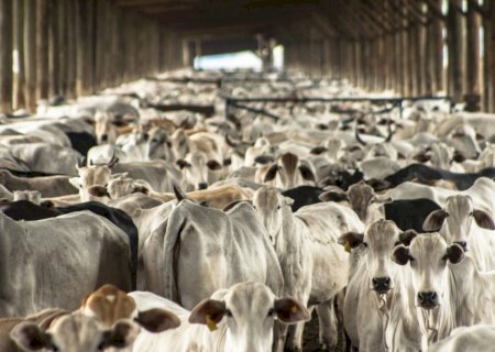 Brasil e Texas: um intercâmbio que revela a força e os desafios da pecuária