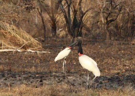 Desmatamento nas nascentes intensifica a seca no Pantanal, revela pesquisa