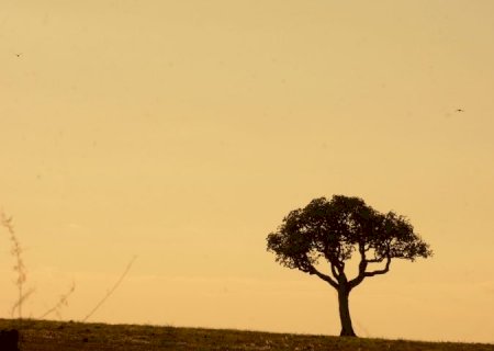 Estiagem prolongada e altas temperaturas elevam risco de incêndios florestais em Mato Grosso do Sul