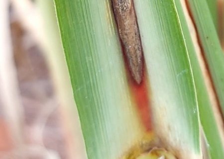 Fungo causador da murcha da cana-de-açúcar é identificado