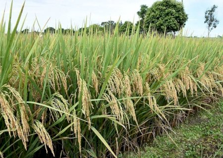 Preço do arroz é o menor nos últimos 5 anos