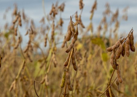 Aplicação conjunta de calcário e fosfato natural gera 12 sacas de soja a mais por hectare