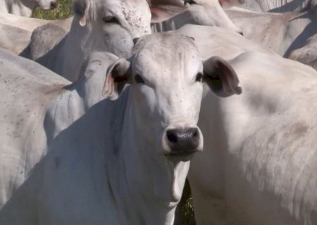 Descartar novilhas imaturas na 1ª cria é a melhor opção? Veja a opinião de especialista