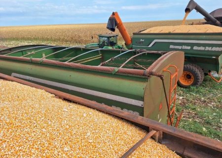 Revisão da safra de milho aponta aumento de produtividade e maior rentabilidade ao produtor de MS
